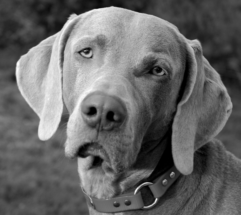 DSC_0636-BW.jpg