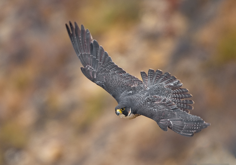 peregrine falcon