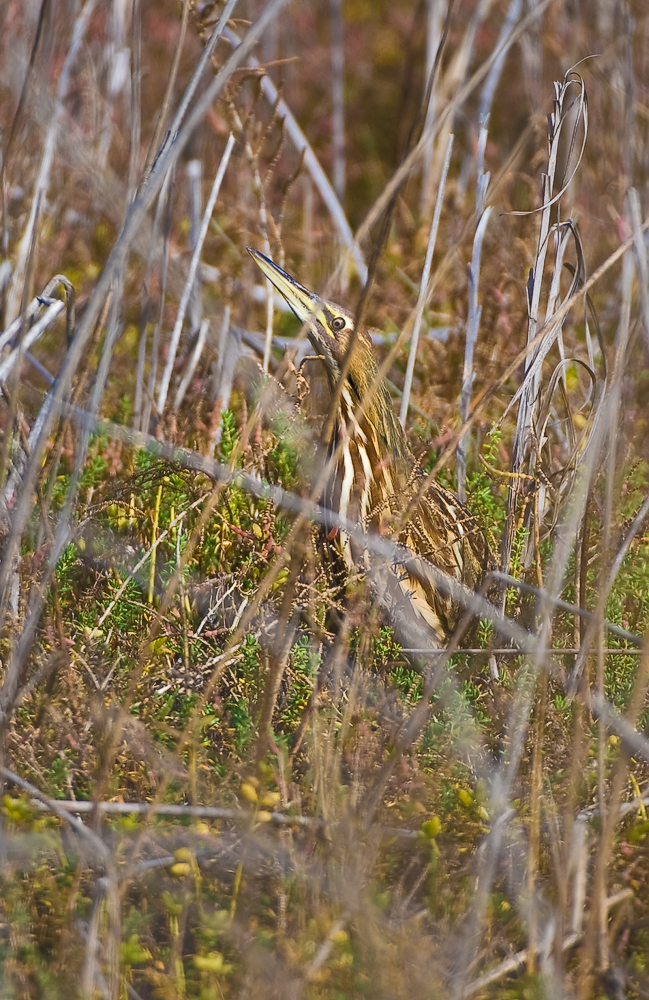 American bittern