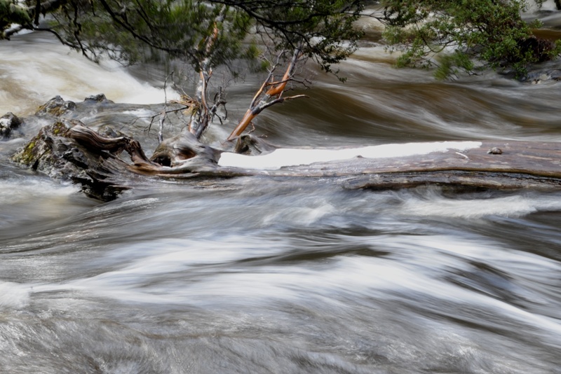 rushing down Pencil Pine creek DSC_7975.JPG