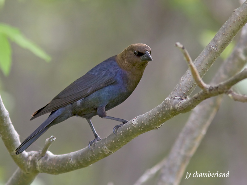 vacher a tete brune / brown-headed cowbird