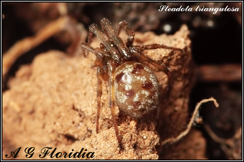 Steadota triangulosa