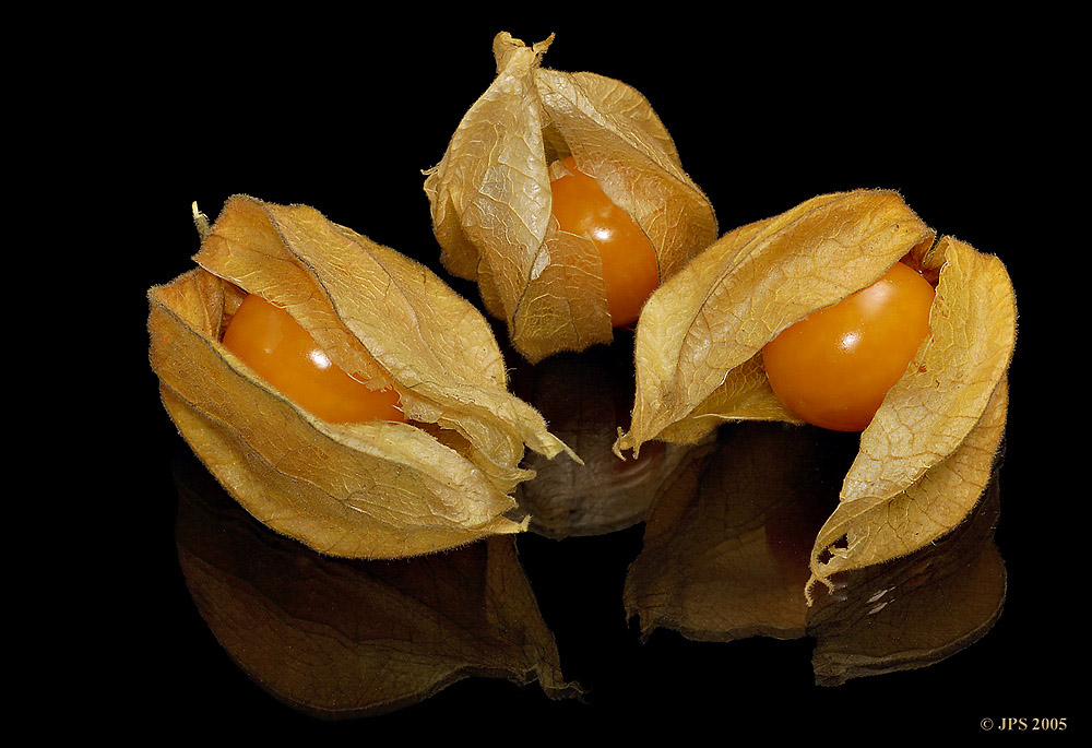Physalis #2