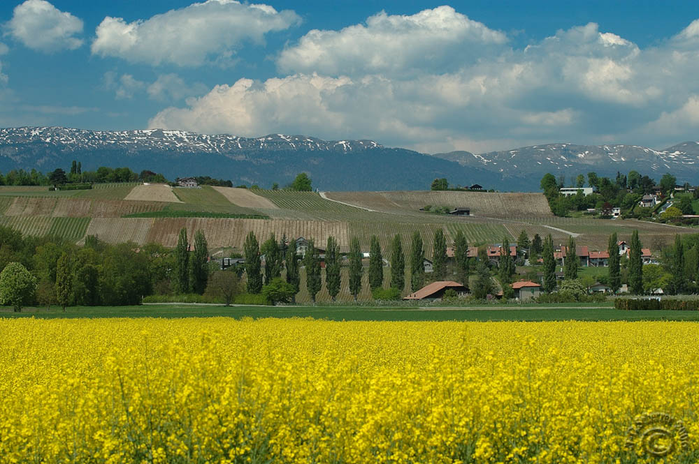 May countryside