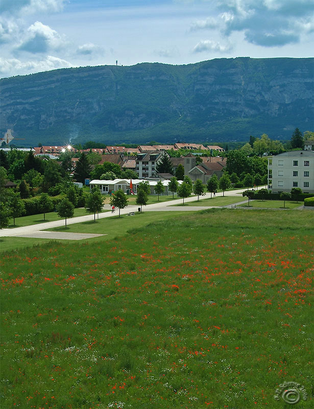 Field of Poppies