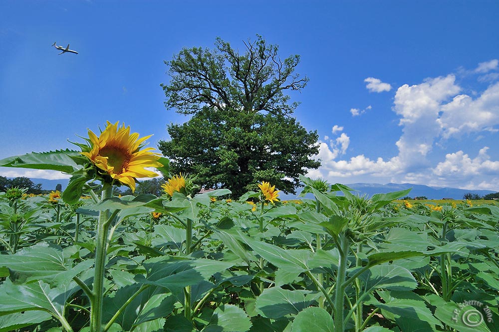 ...in the fields