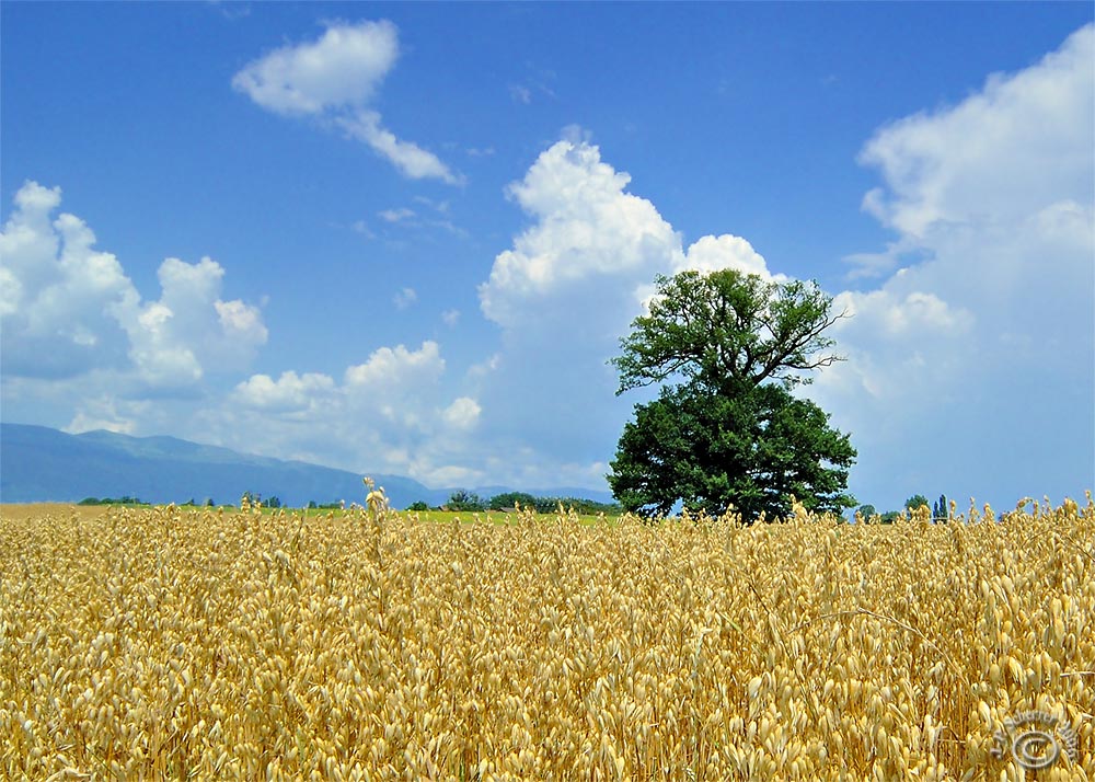 ...in the fields