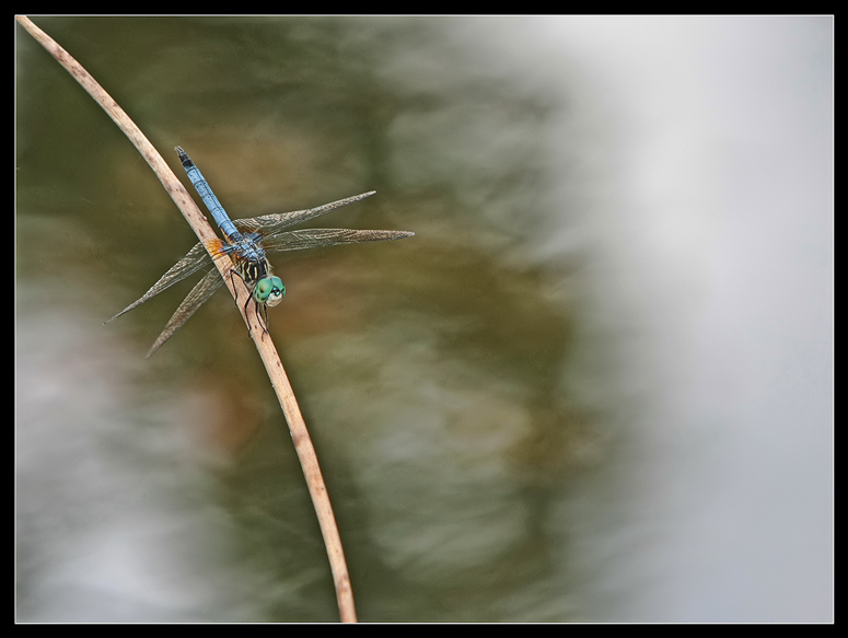 9th Place<br>Arc of the Dragonfly<br>by Lydia too