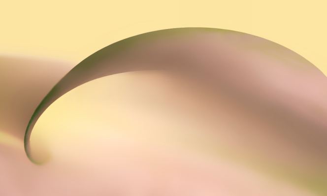 Calla Lily Reprise