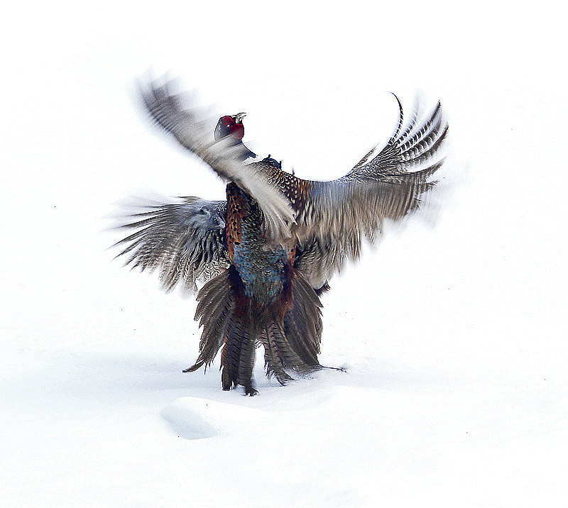 2nd Place<br>Phrantic Pheasants<br>by xray