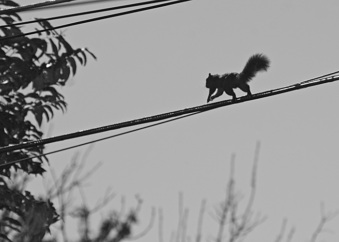 Squirrel On The Run