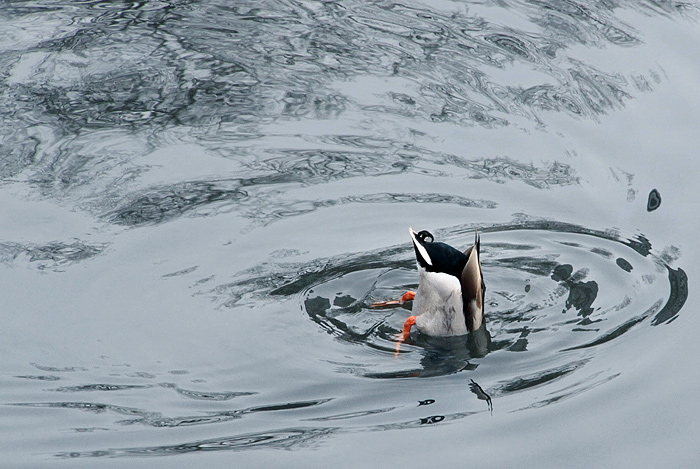 Bottoms Up, Too!