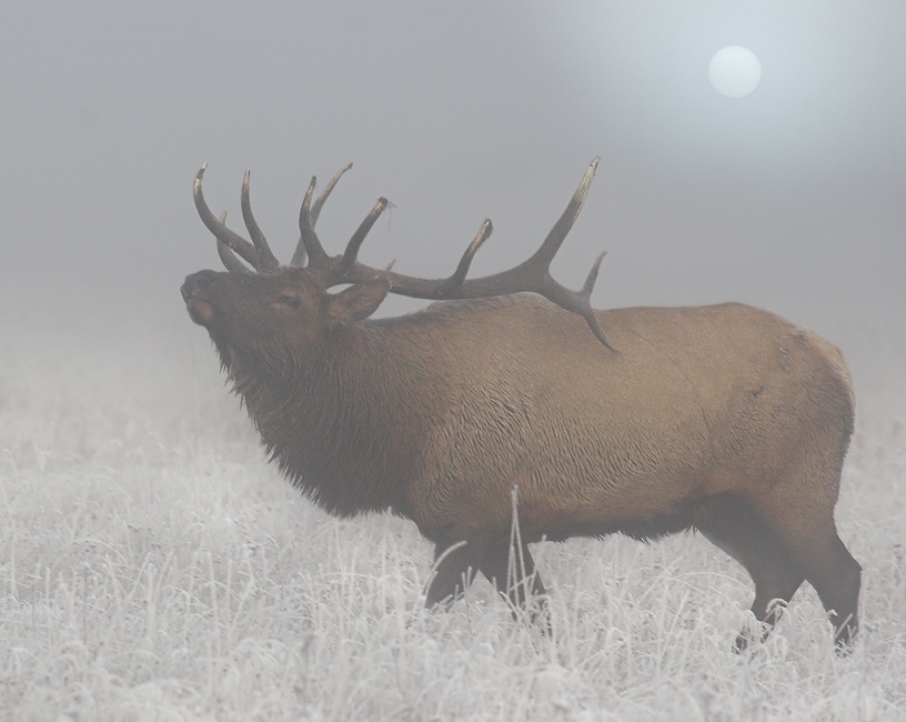 Frosty Morning