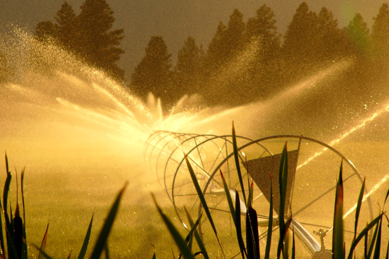 6th Place <br>Watering the Back 40<br> by CameraShy09
