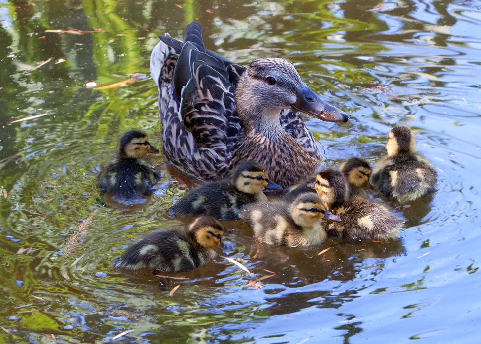 Family Outing