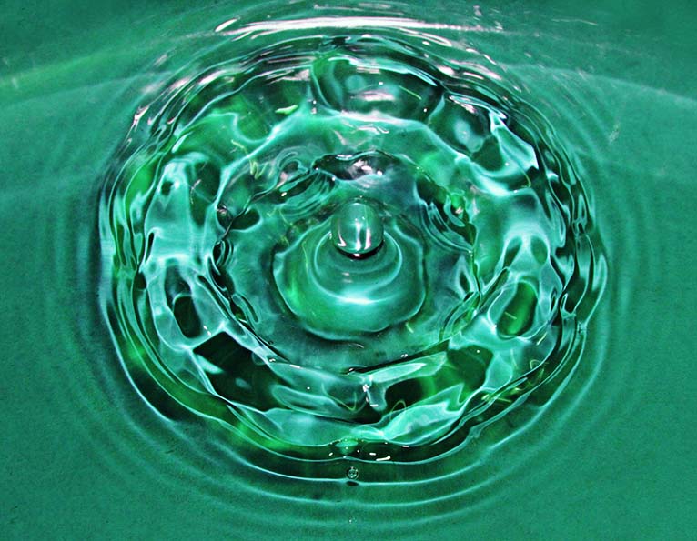 Water Lilly 1