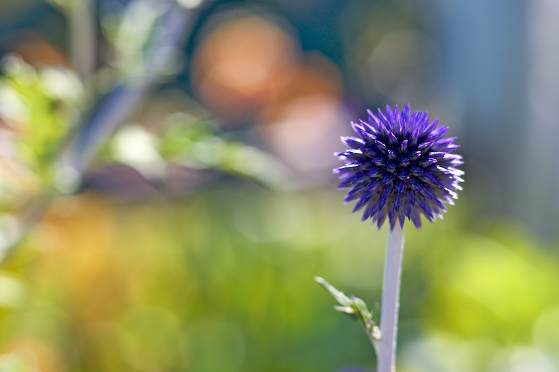 Blue Sun