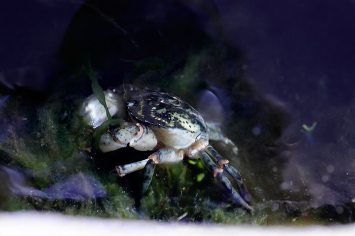 crappy crab shot