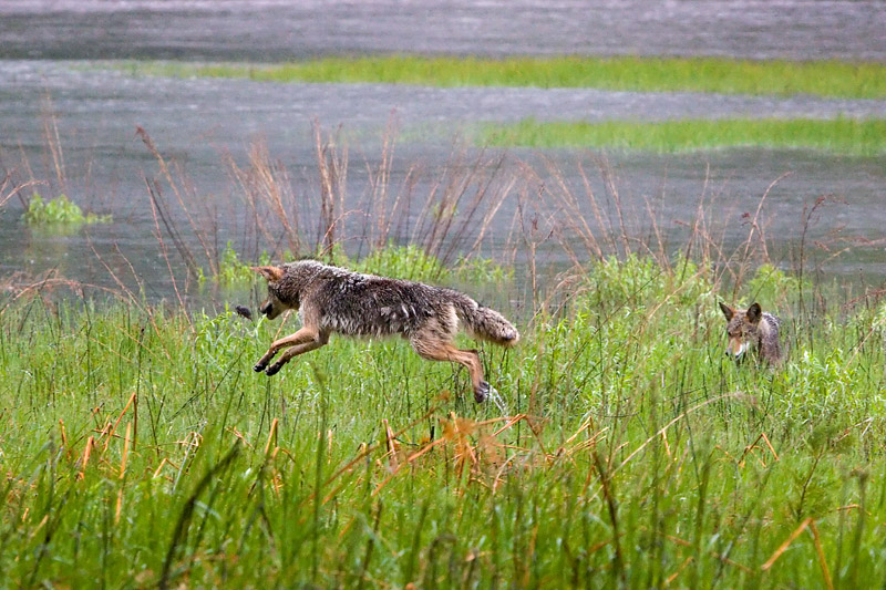 the hunt