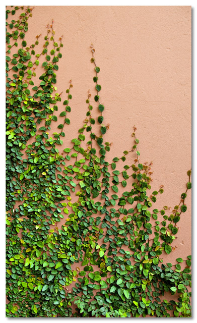 Half-Wall-Half-Plant