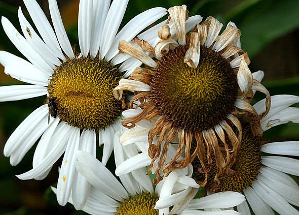 Last of the Flowers