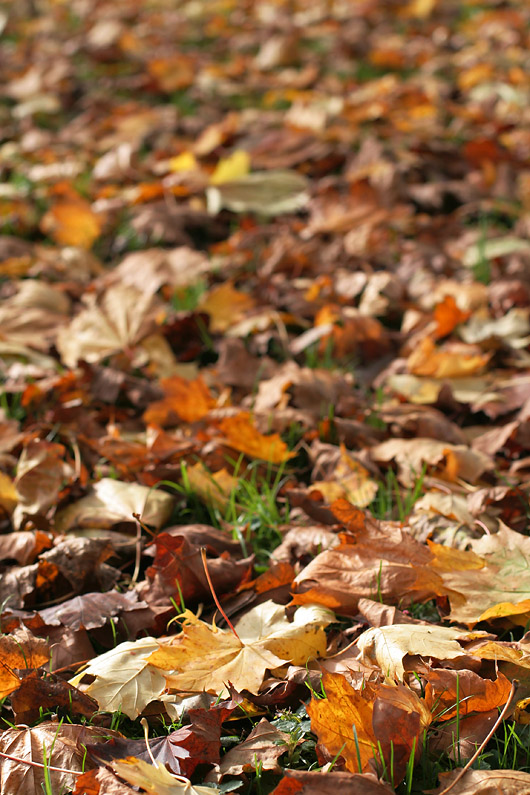 Fallen leaves