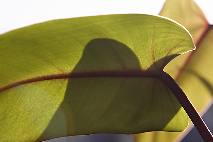 Leaf Shapes (*)