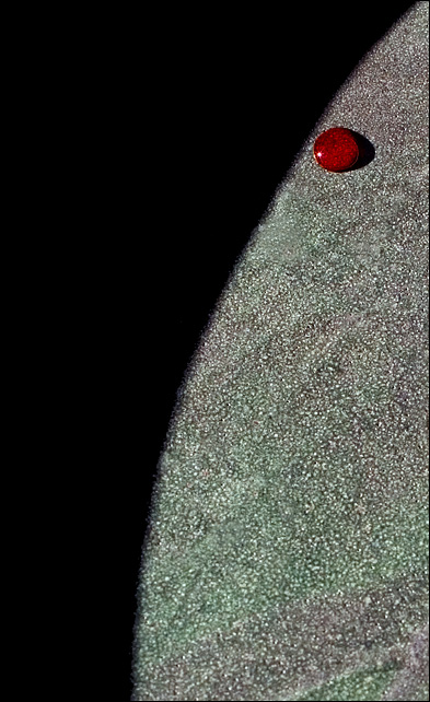 Red Dot*