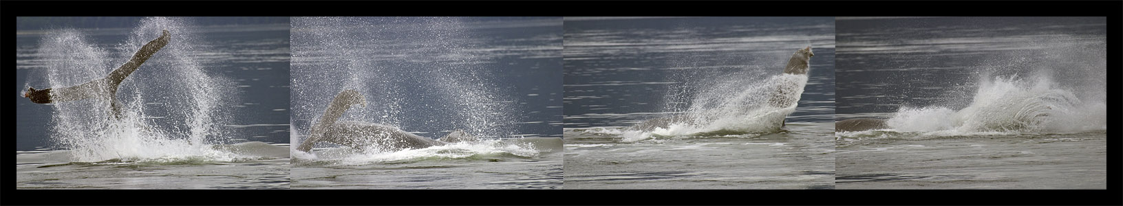 Tail Slapper (*)