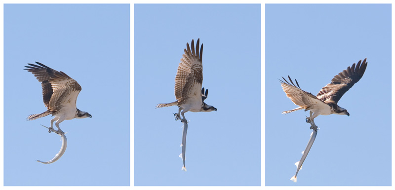 Osprey Variations
