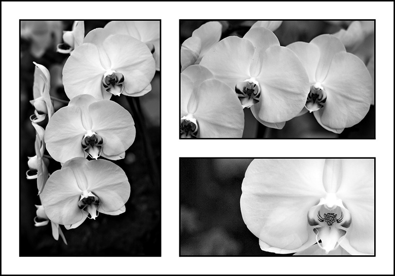 papillons (*)