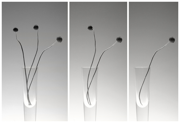 <b>8th Place</b><br>Seedheads *<br>by Adam Clutterbuck