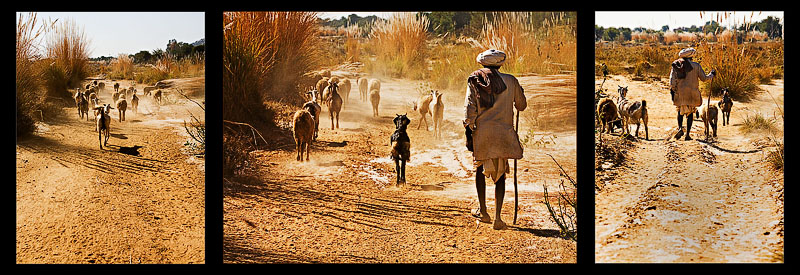 <b>The Shepherd Series *</b>