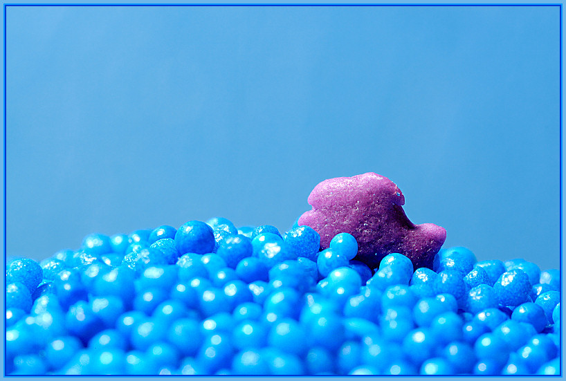 Purple Fish *