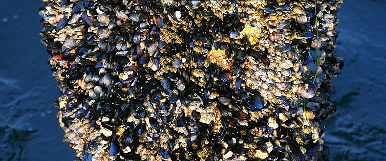 Me Have Mussels!  *  Traveller