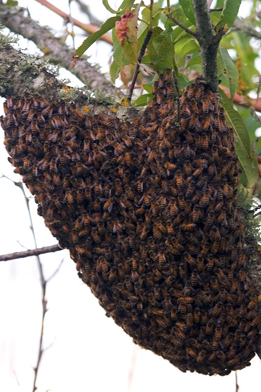 Honey *
