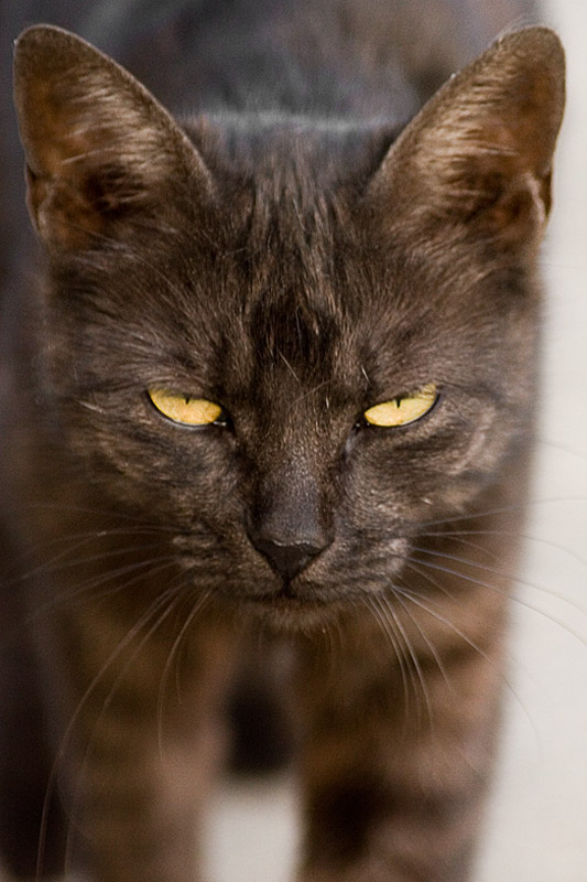 Cattitude *