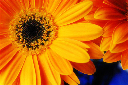 Gerbera