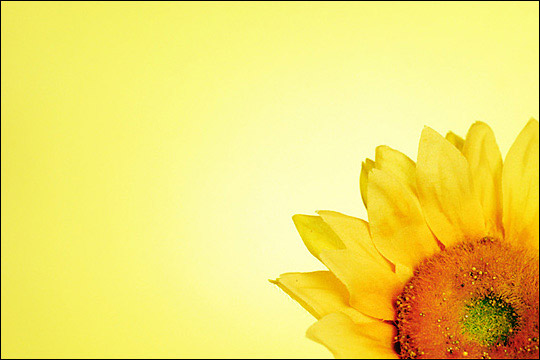 <b>5th Place</b><br>Sunshine<br>by Angela Johnson