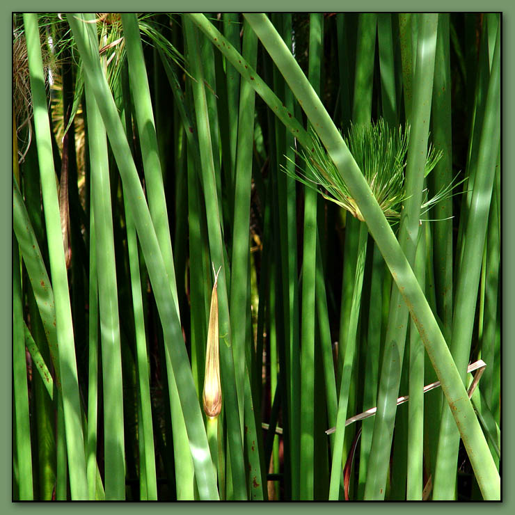 papyrus (*)