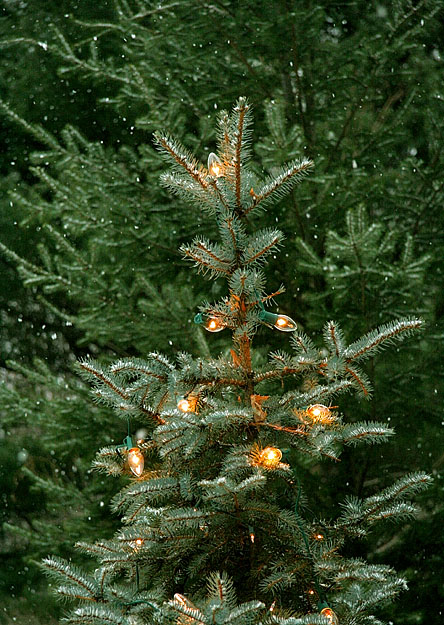 In the Green Wood