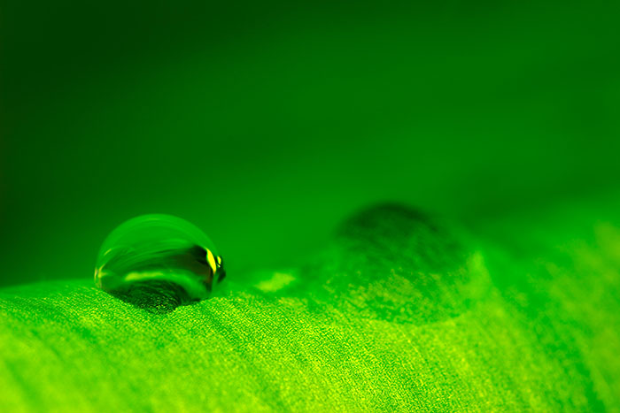 Do the Dew<br><i>by Michael Soo</i>