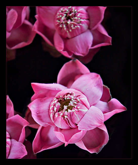<b>Think Pink *</b>