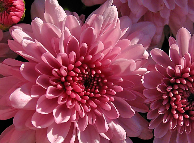 Pink Mums *