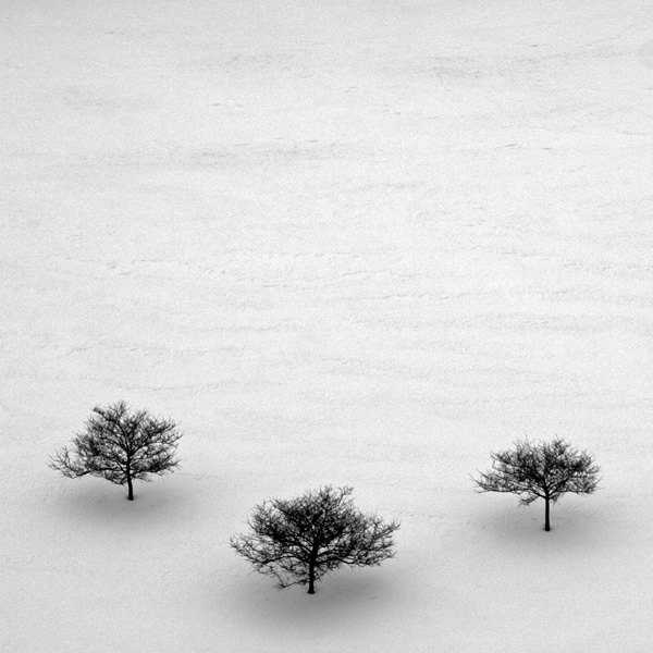 <b>7th Place</b><br>White<br>by Jing He