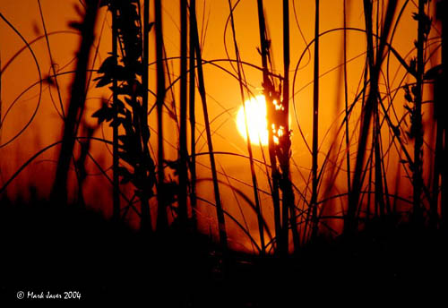 Sea Oats At Sunset