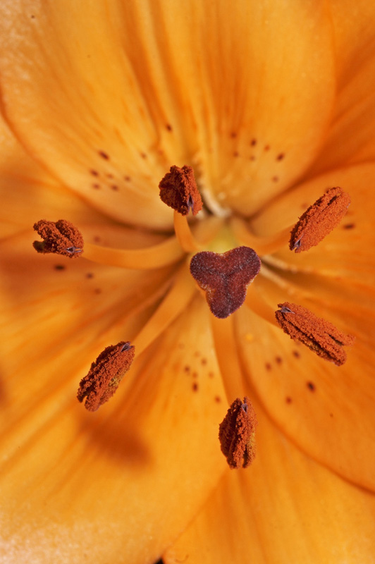 Orange Lilly