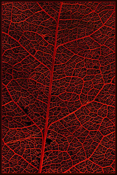 Dead leaf