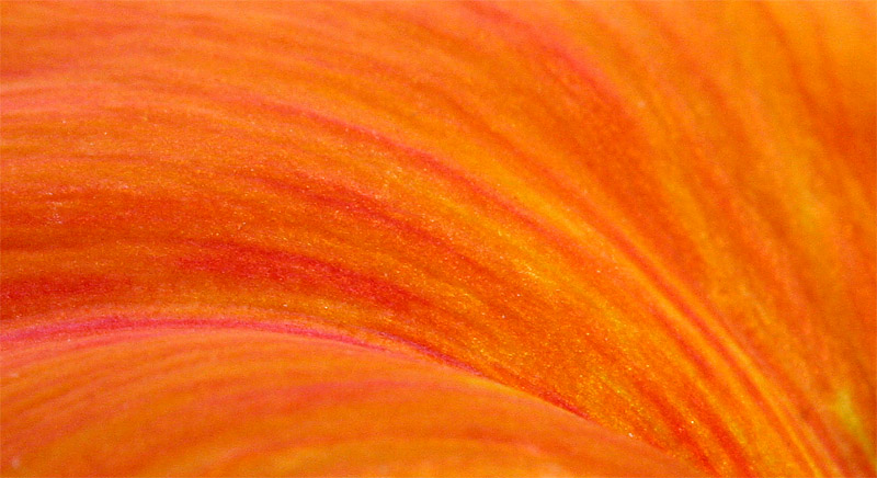 Orange Hues *