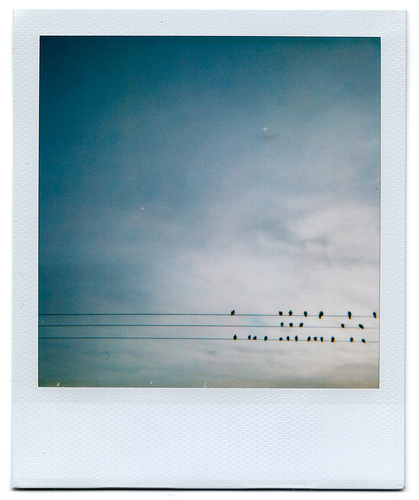The Birds